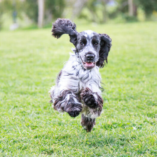 English cocker spaniel cheap black and white